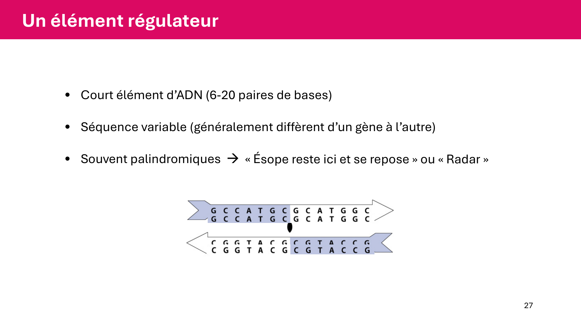 Cours 6 — Régulation de l’expression génique page 27