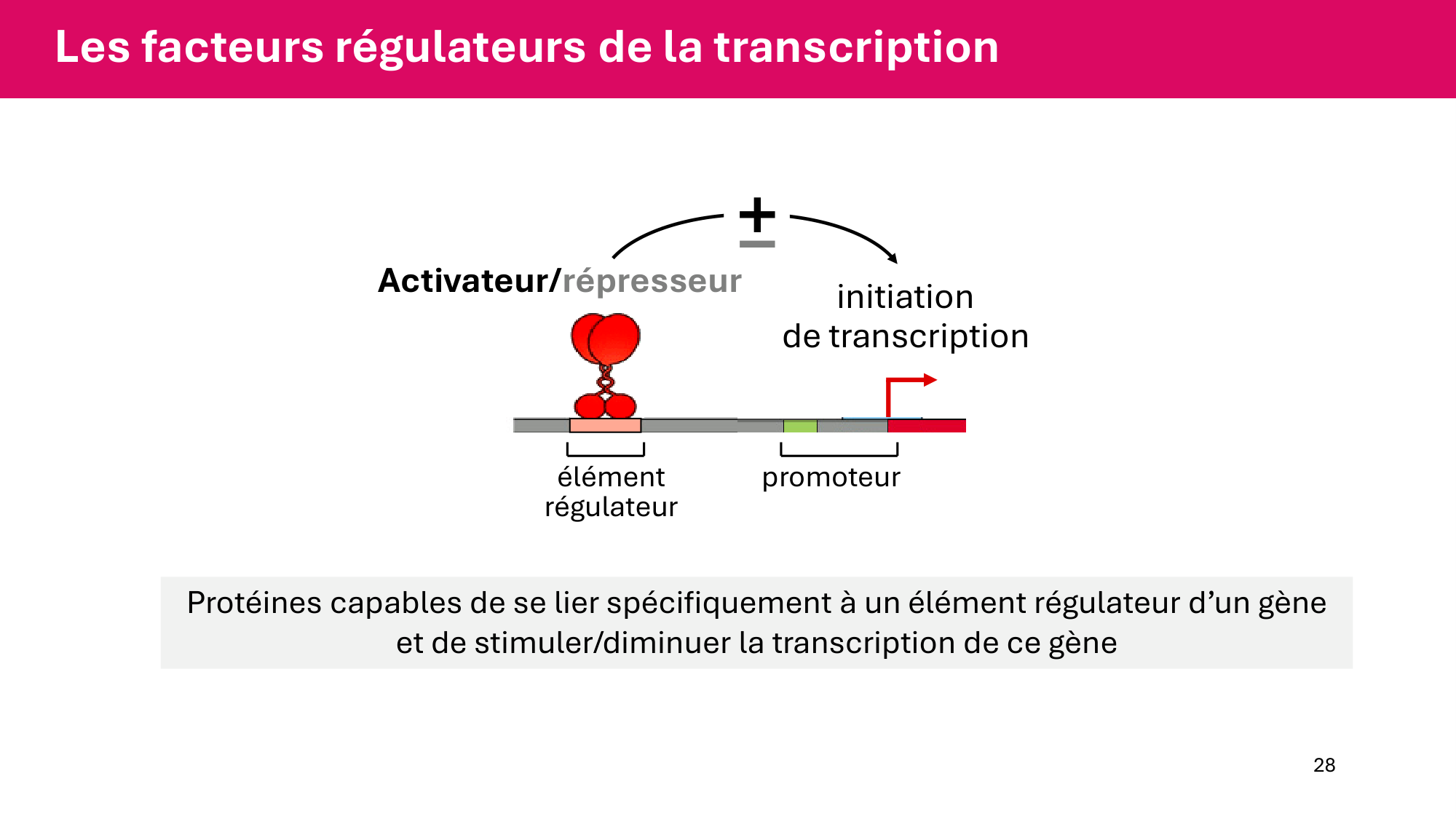Cours 6 — Régulation de l’expression génique page 28