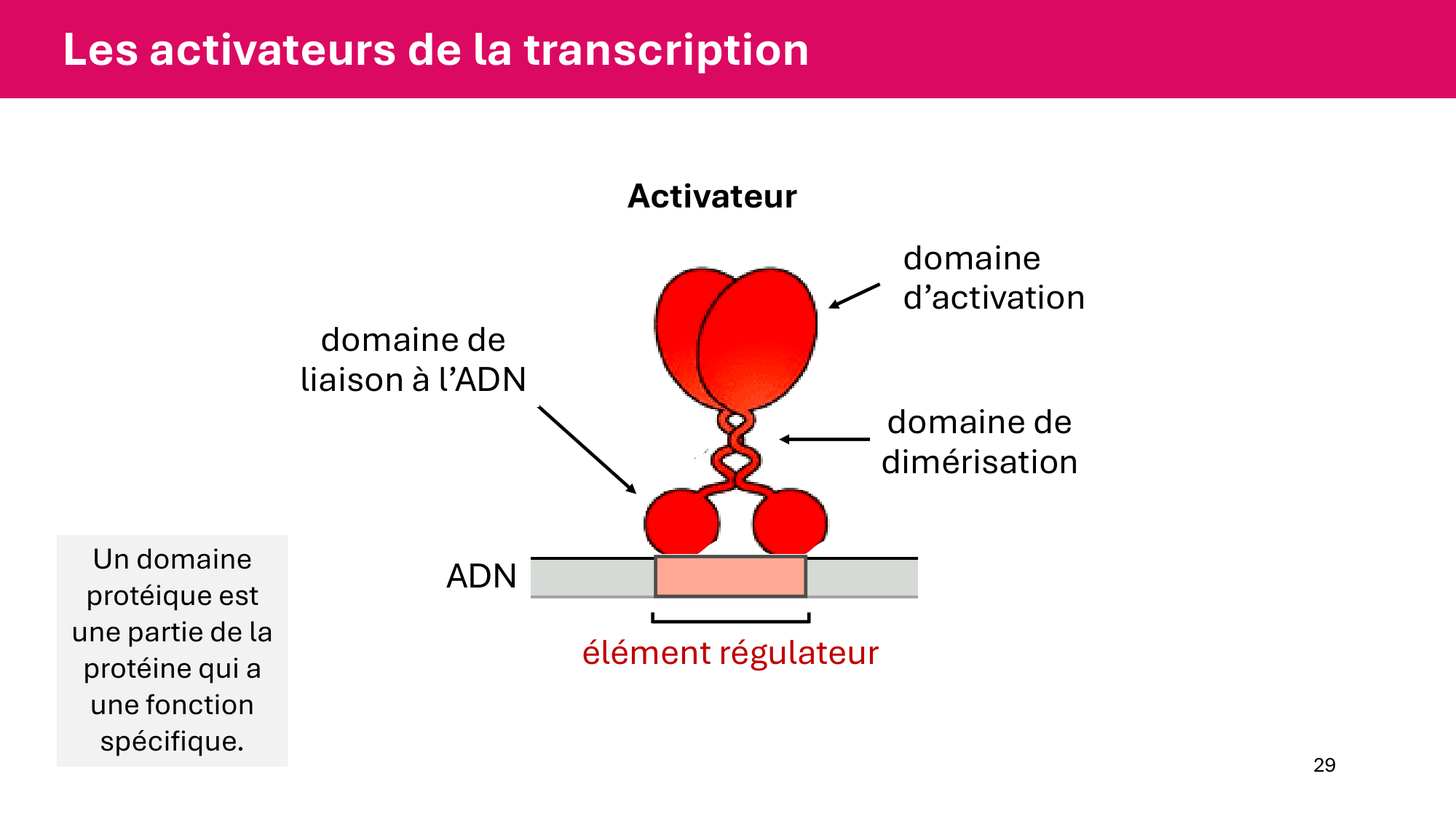 Cours 6 — Régulation de l’expression génique page 29