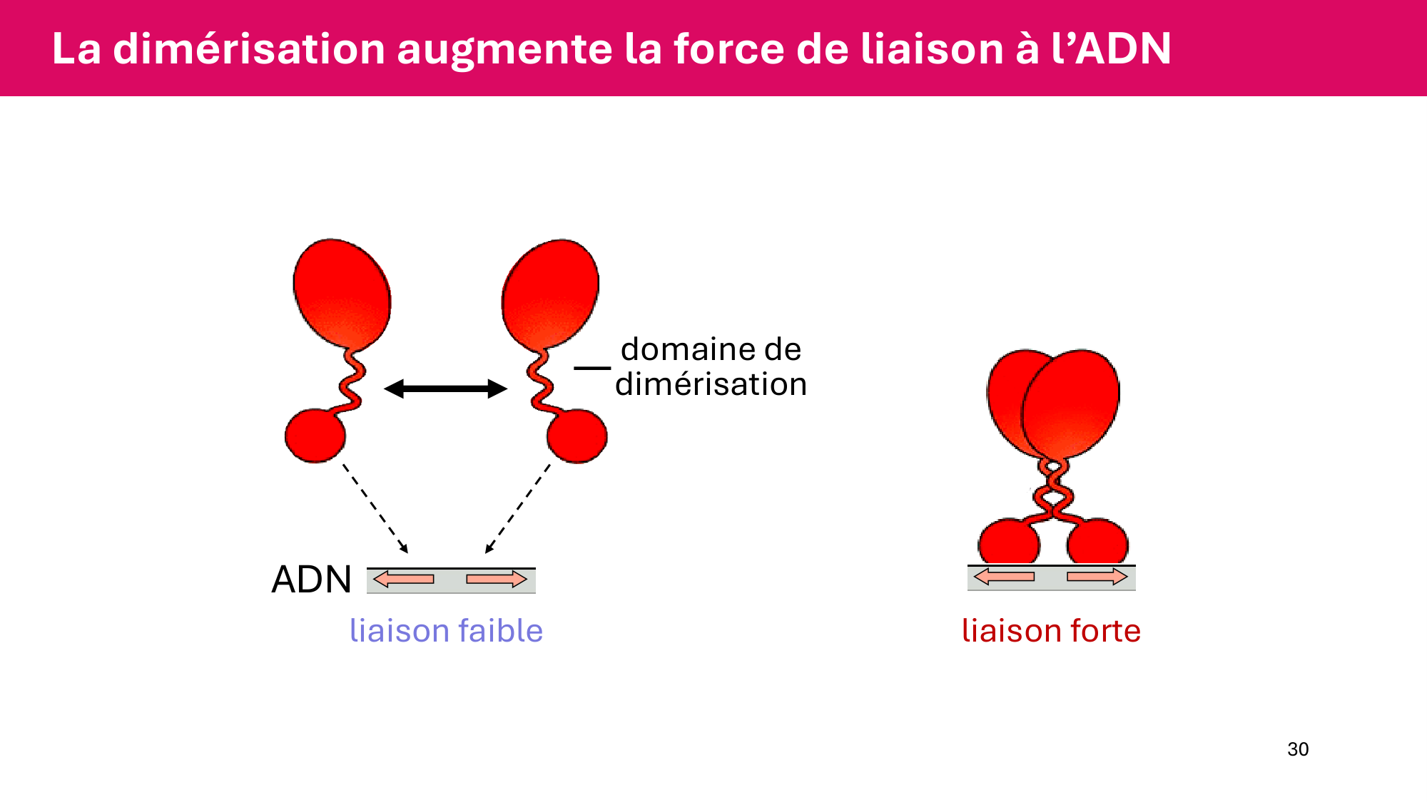 Cours 6 — Régulation de l’expression génique page 30