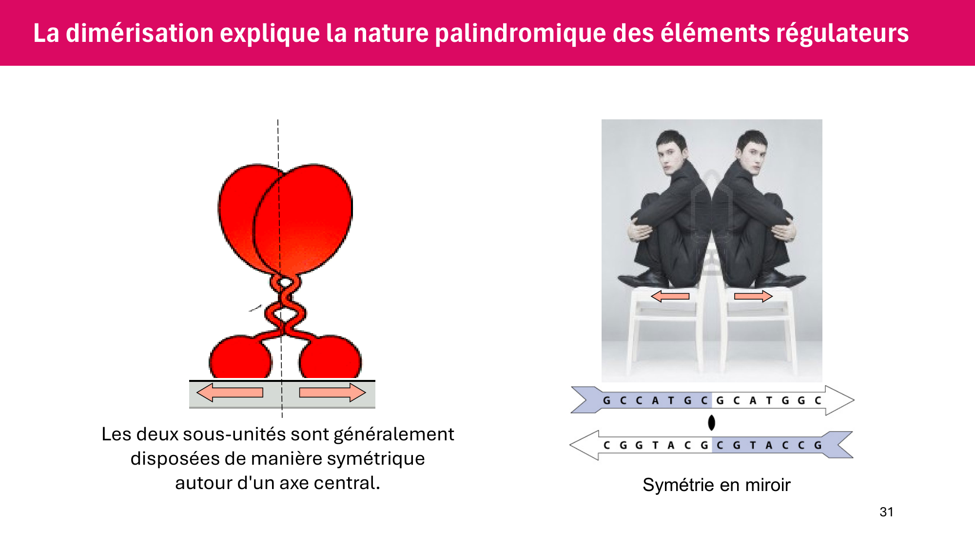 Cours 6 — Régulation de l’expression génique page 31