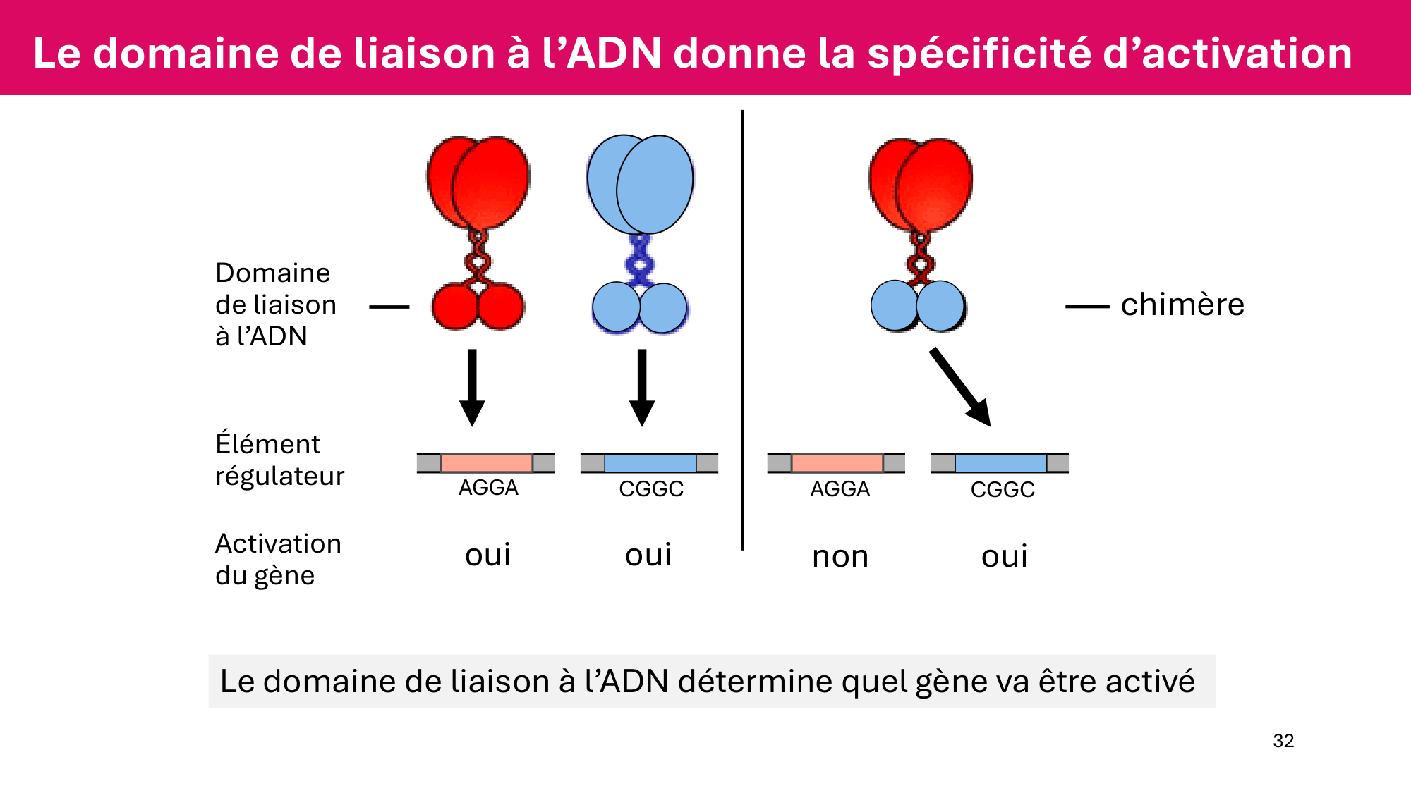 Cours 6 — Régulation de l’expression génique page 32