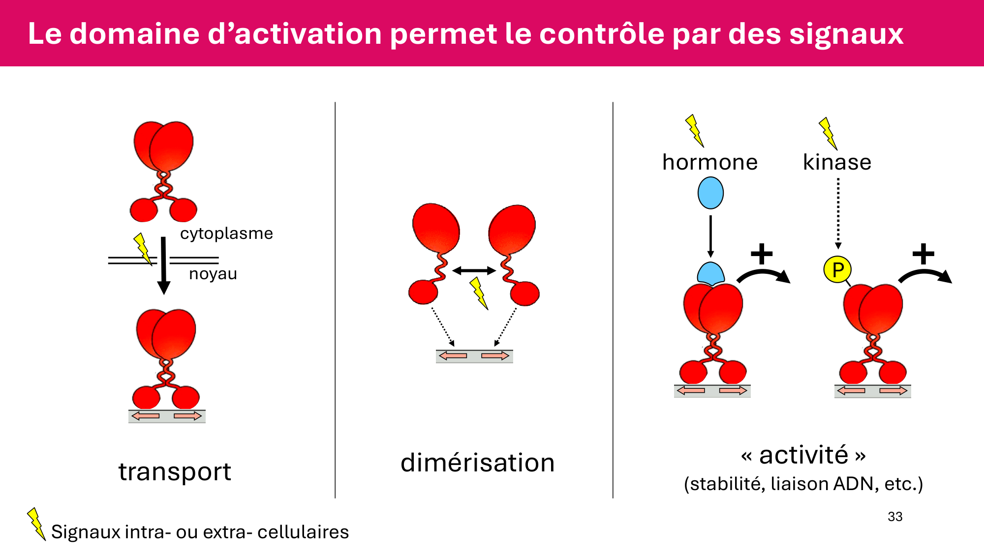 Cours 6 — Régulation de l’expression génique page 33