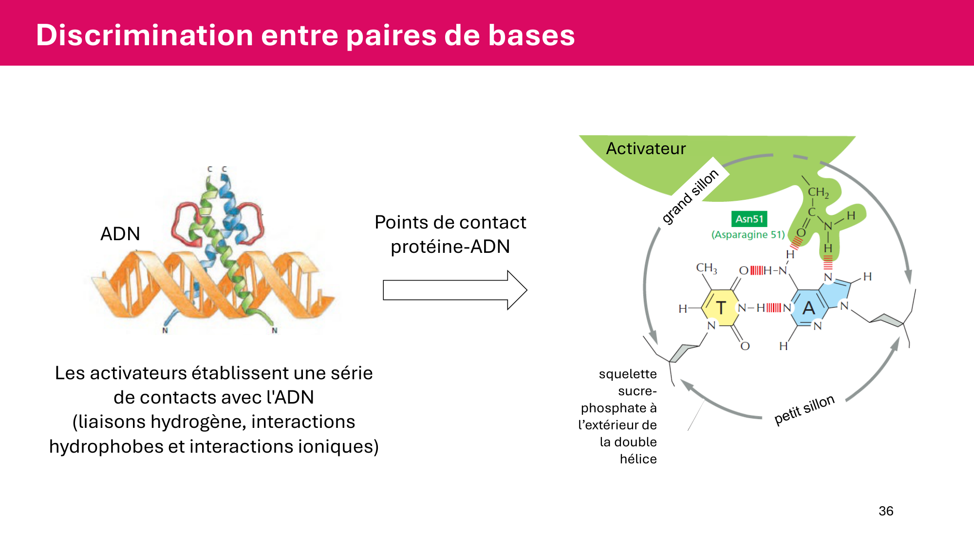 Cours 6 — Régulation de l’expression génique page 36