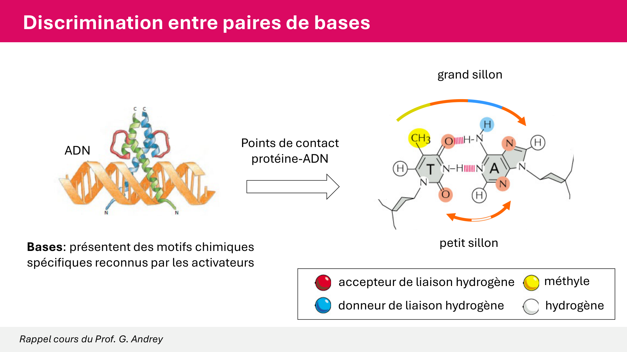 Cours 6 — Régulation de l’expression génique page 37