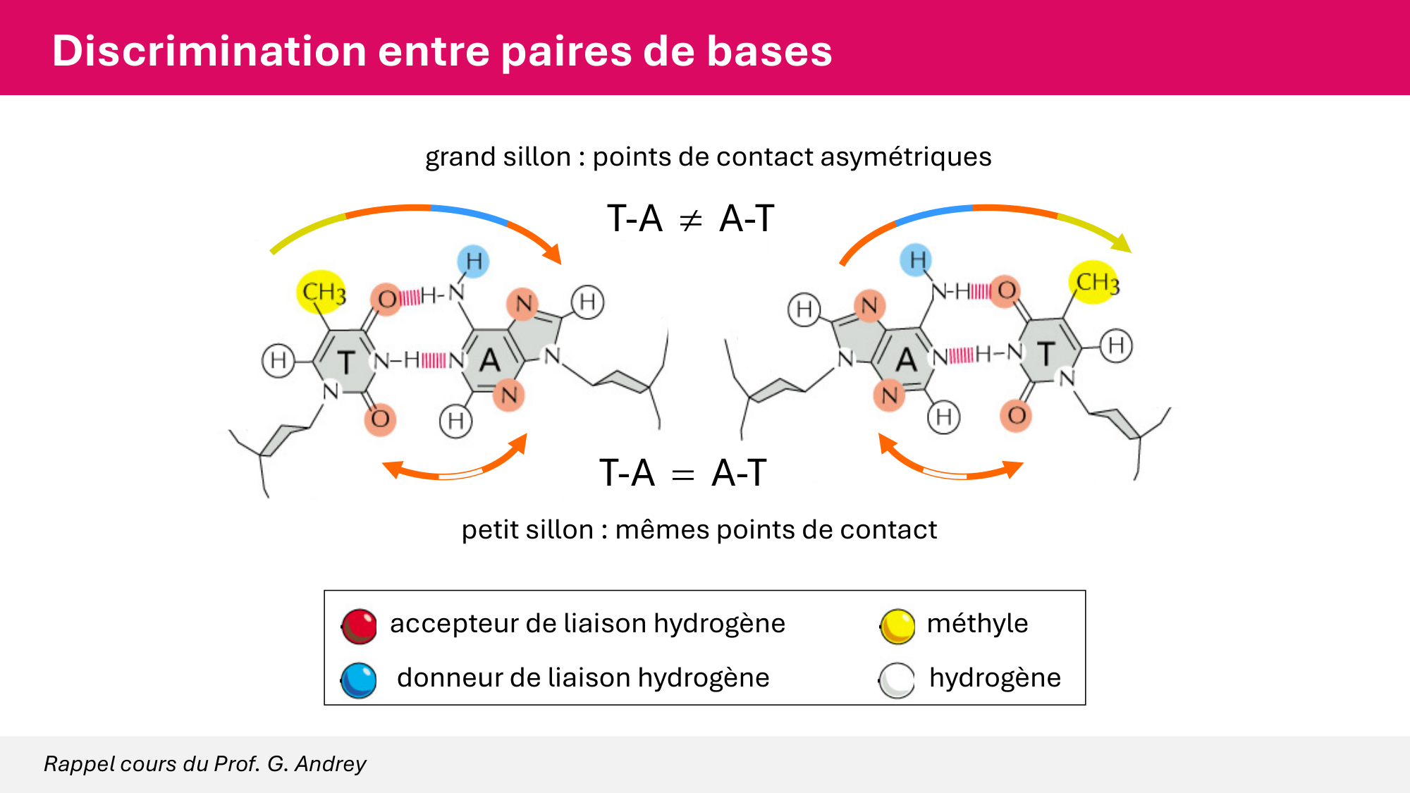 Cours 6 — Régulation de l’expression génique page 38