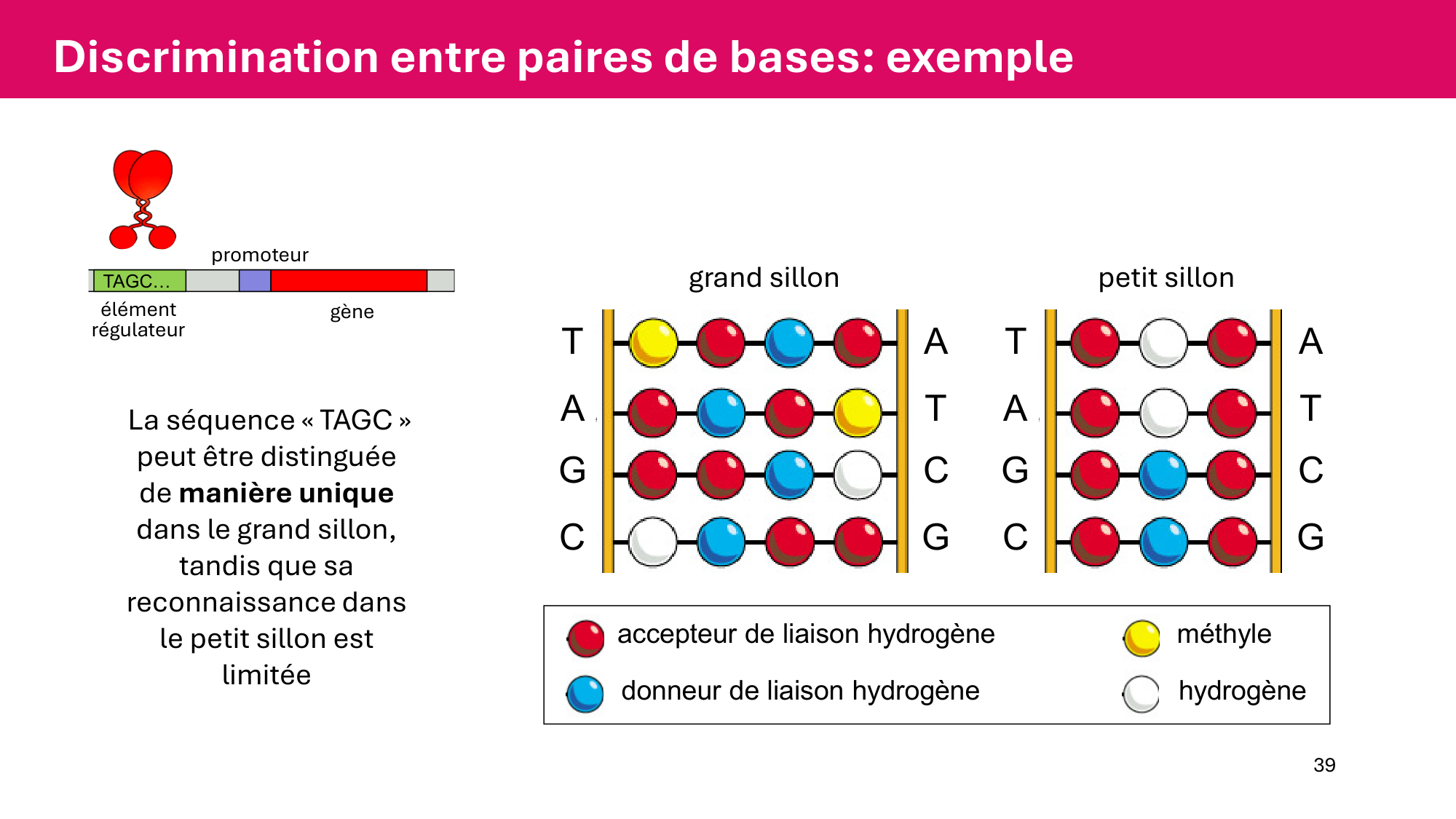 Cours 6 — Régulation de l’expression génique page 39