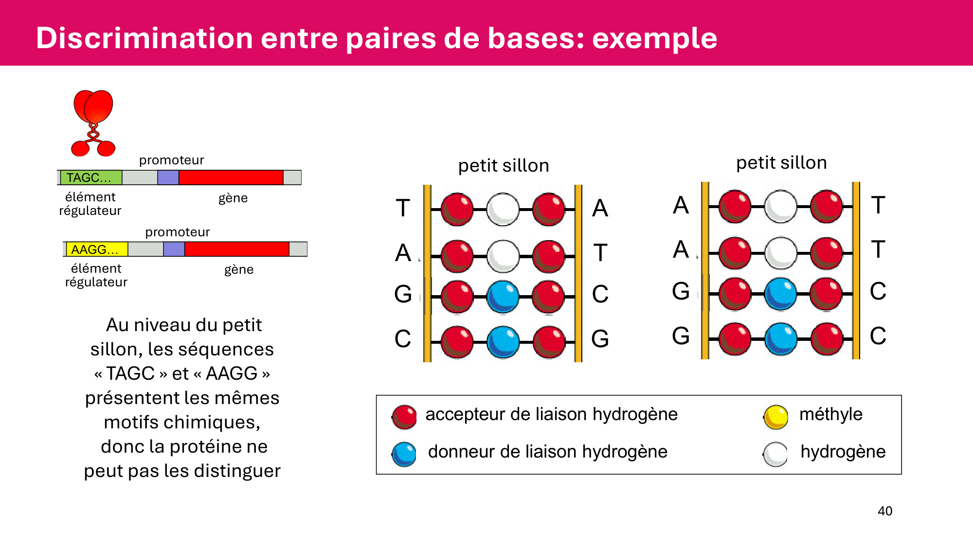 Cours 6 — Régulation de l’expression génique page 40