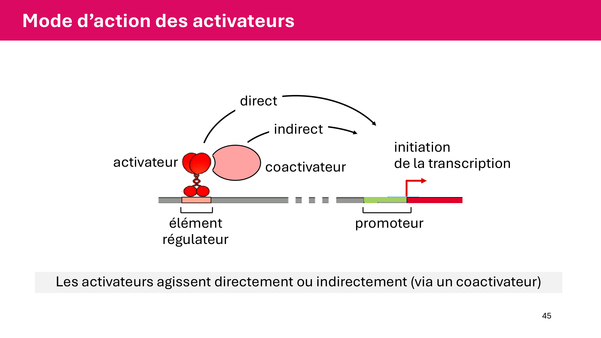 Cours 6 — Régulation de l’expression génique page 45