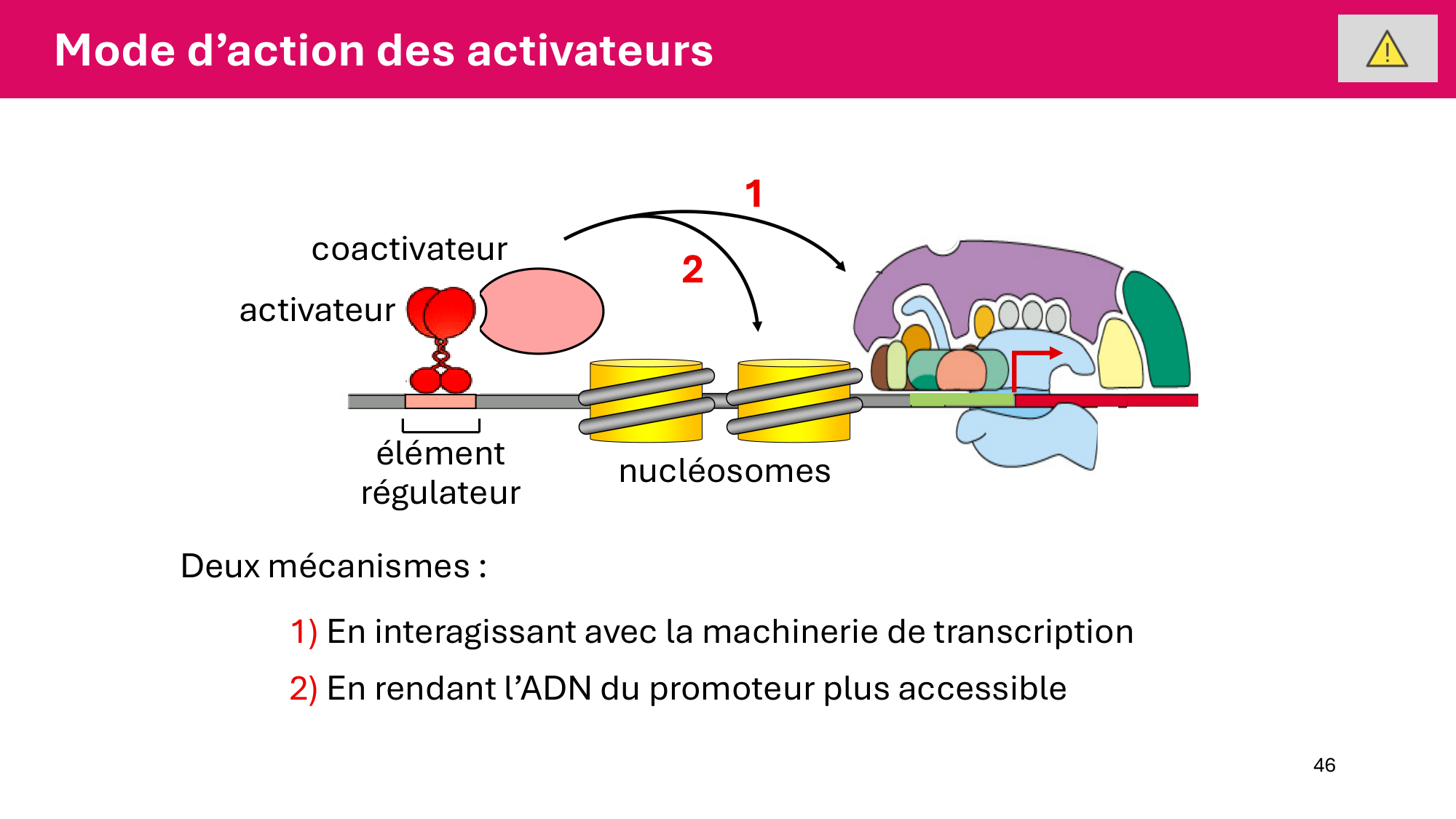 Cours 6 — Régulation de l’expression génique page 46