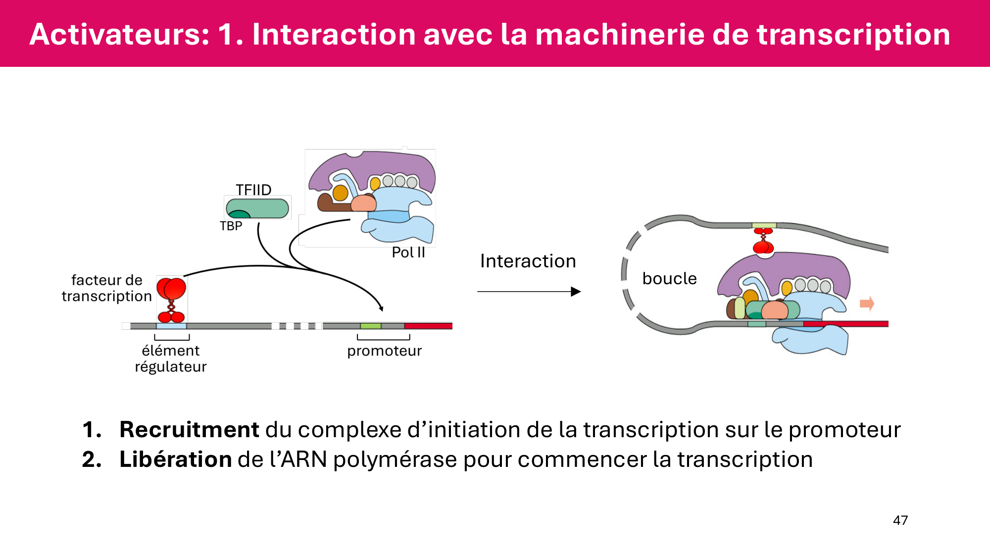 Cours 6 — Régulation de l’expression génique page 47