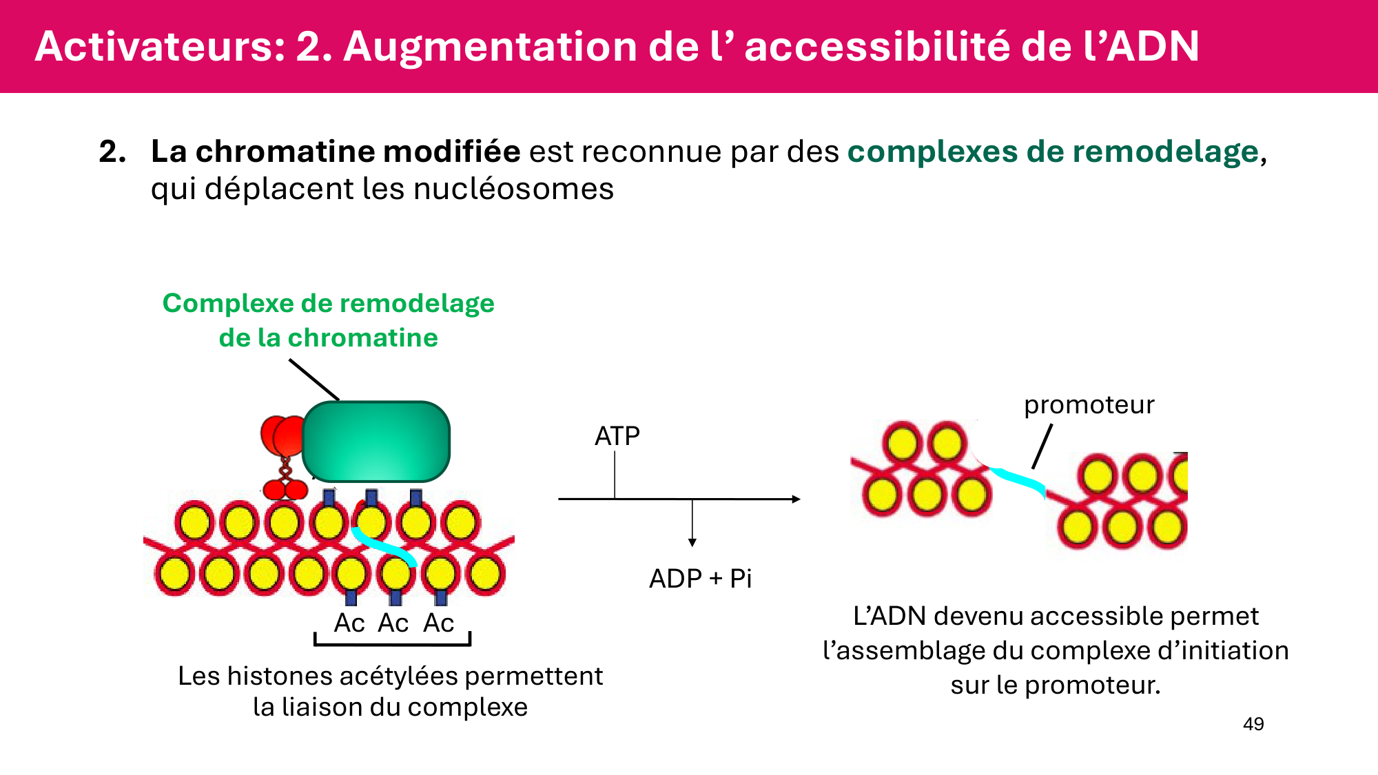 Cours 6 — Régulation de l’expression génique page 49