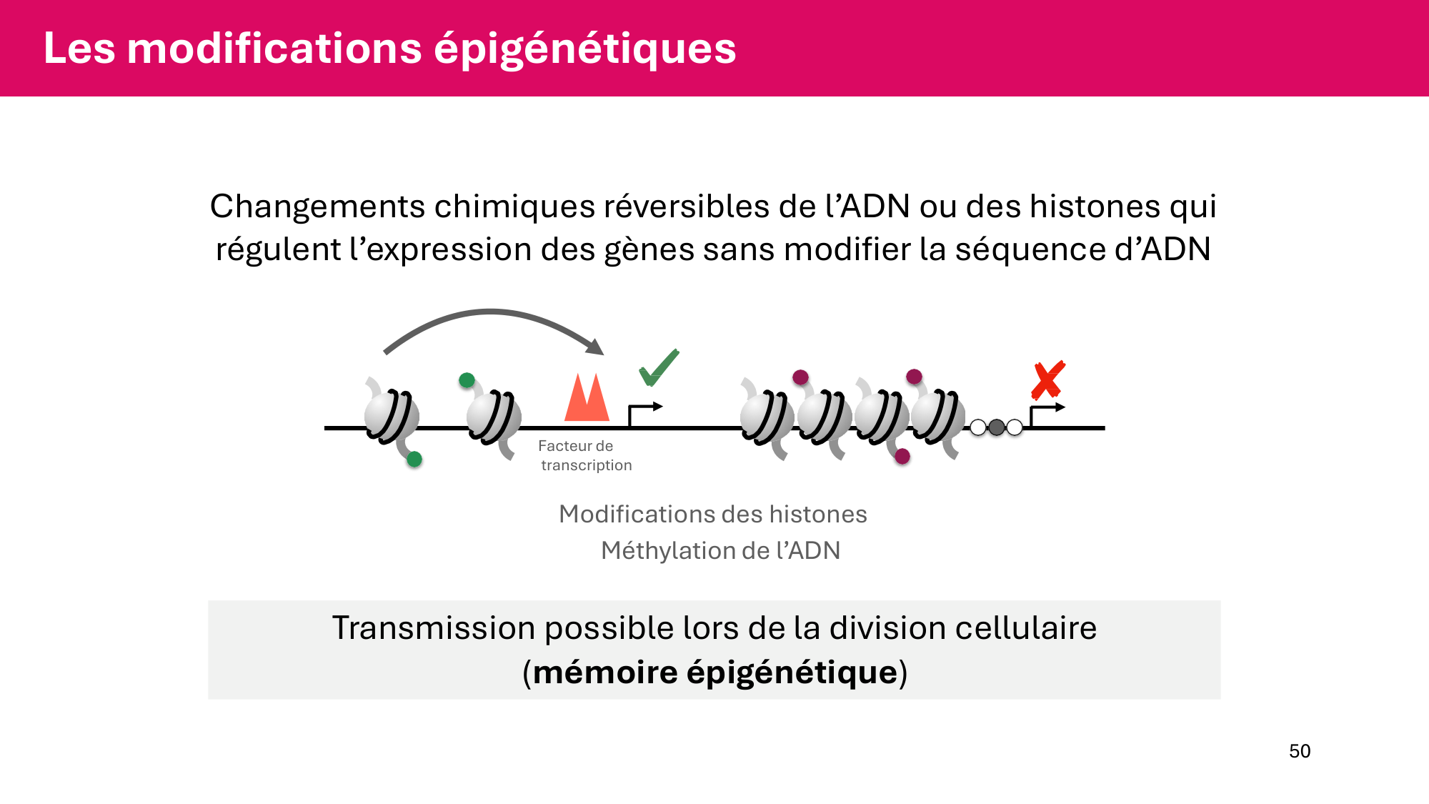 Cours 6 — Régulation de l’expression génique page 50