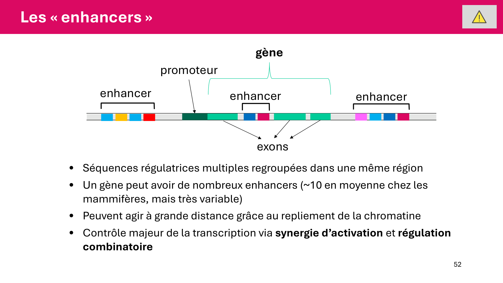 Cours 6 — Régulation de l’expression génique page 52