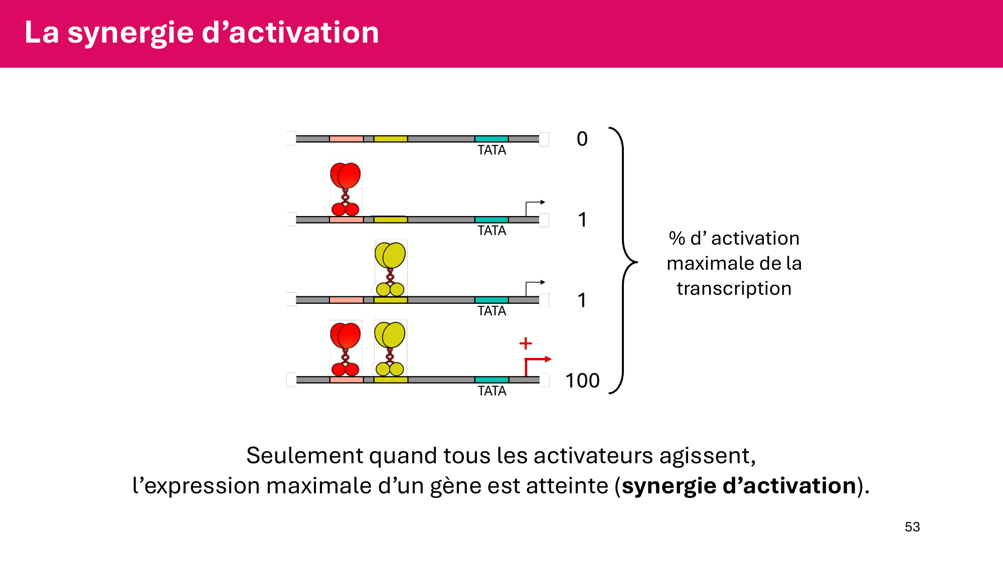 Cours 6 — Régulation de l’expression génique page 53