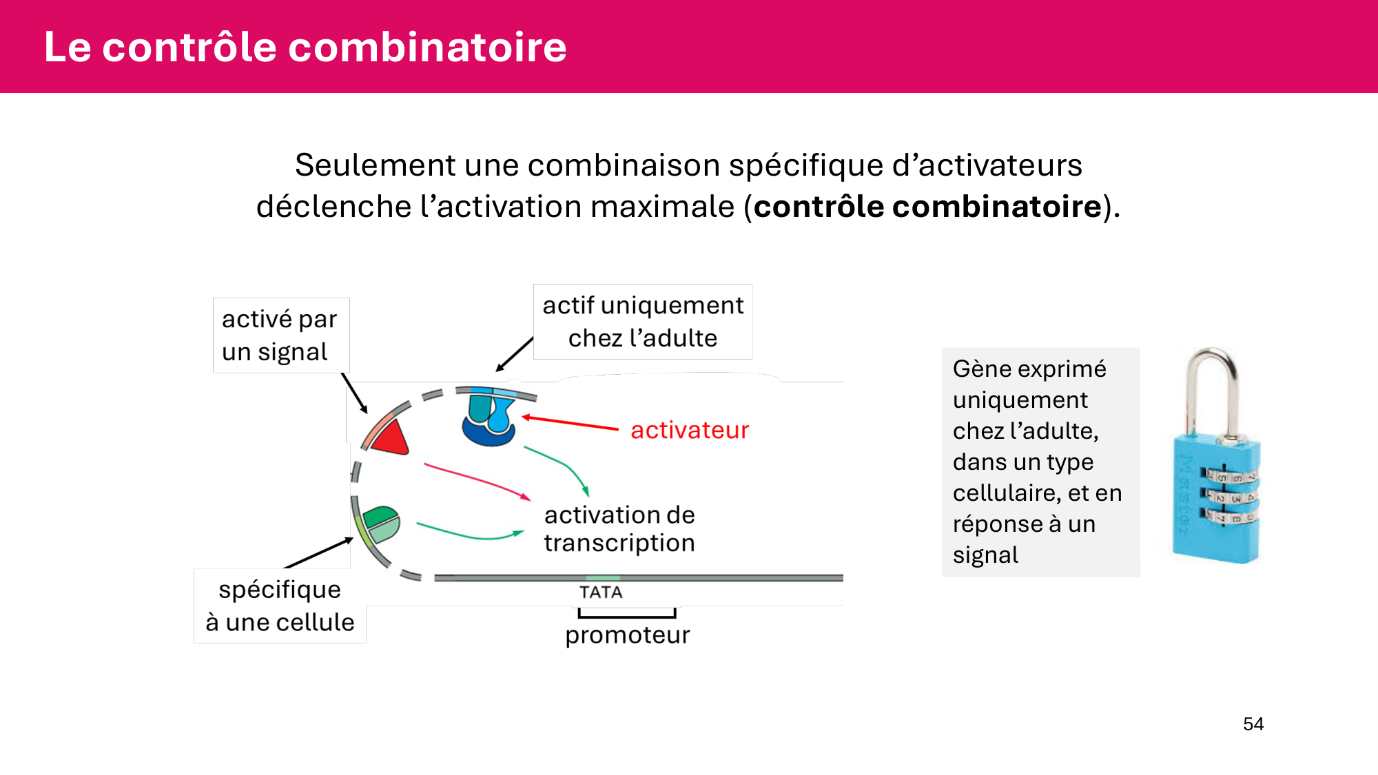 Cours 6 — Régulation de l’expression génique page 54