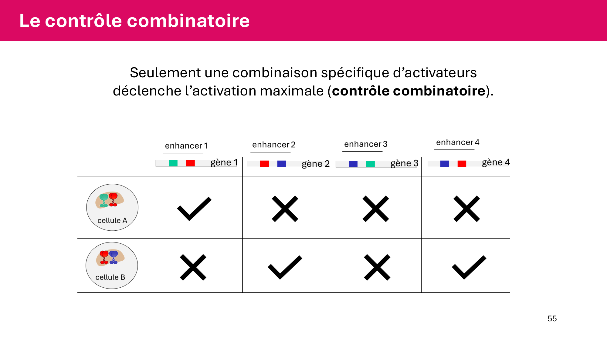 Cours 6 — Régulation de l’expression génique page 55