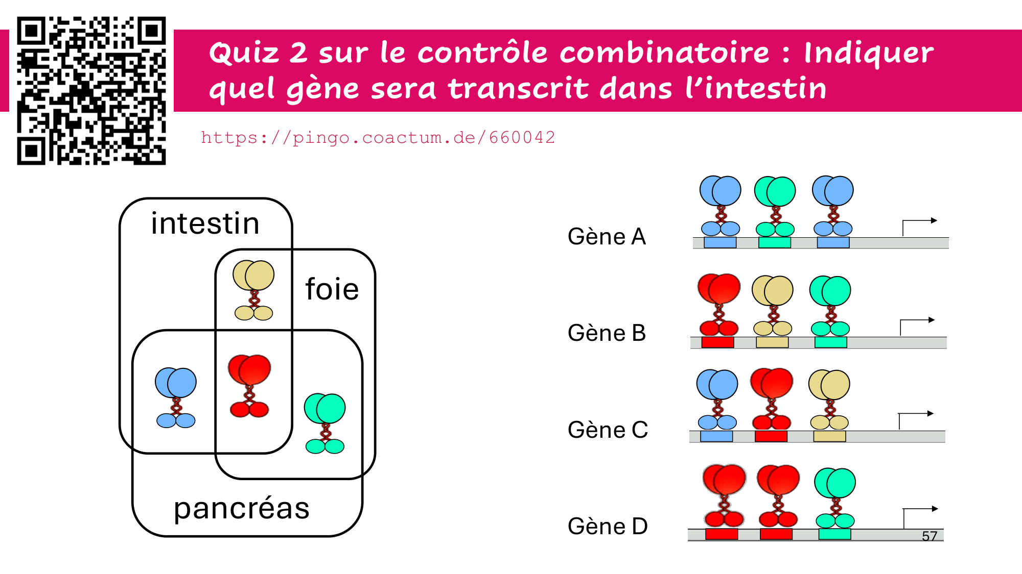 Cours 6 — Régulation de l’expression génique page 57