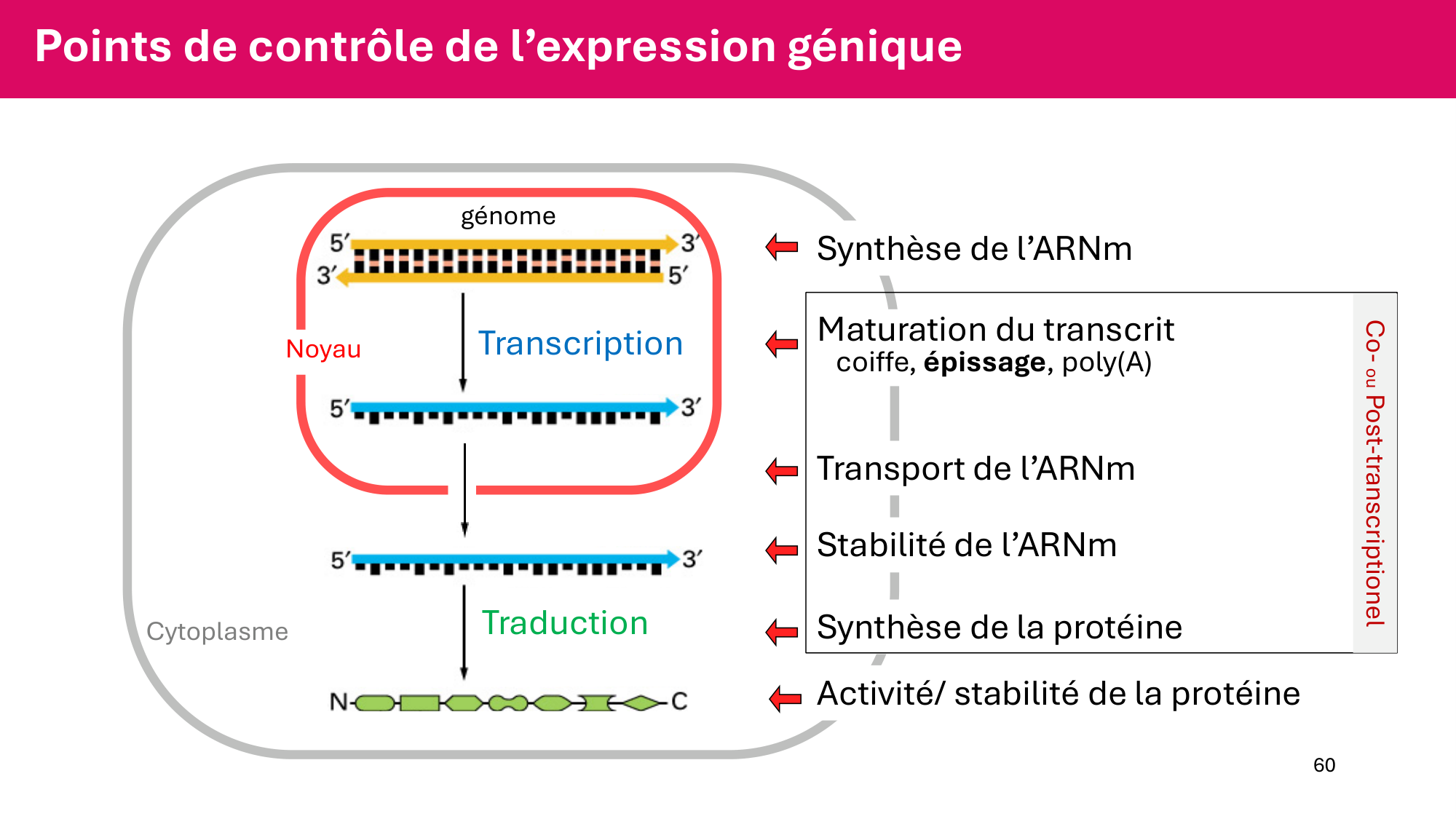 Cours 6 — Régulation de l’expression génique page 60