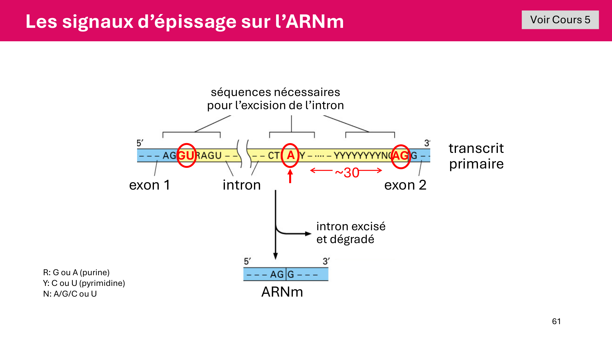 Cours 6 — Régulation de l’expression génique page 61