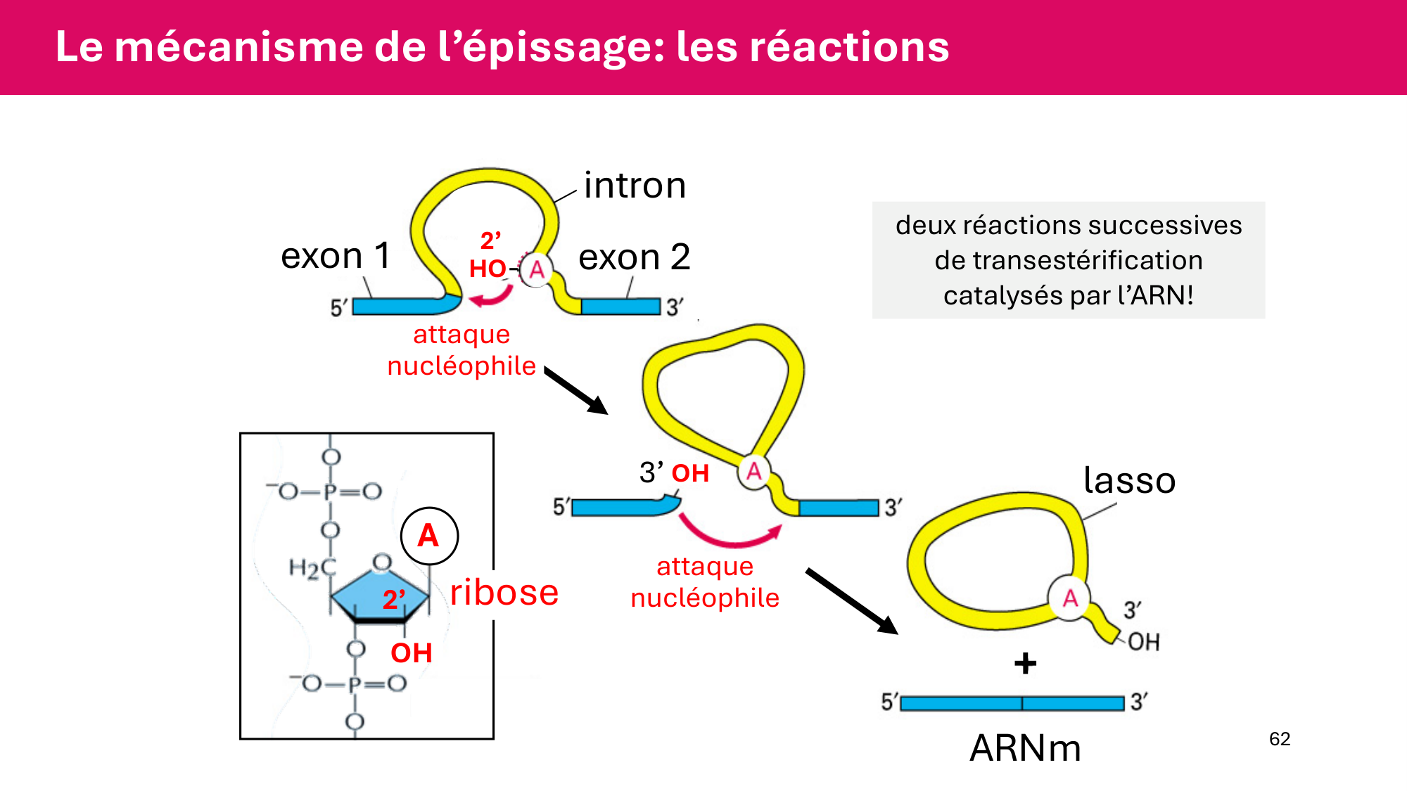Cours 6 — Régulation de l’expression génique page 62