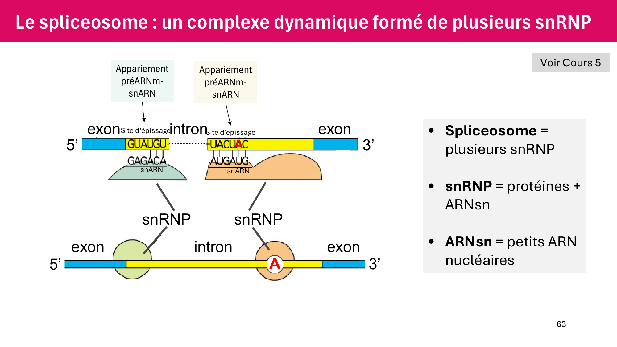 Cours 6 — Régulation de l’expression génique page 63