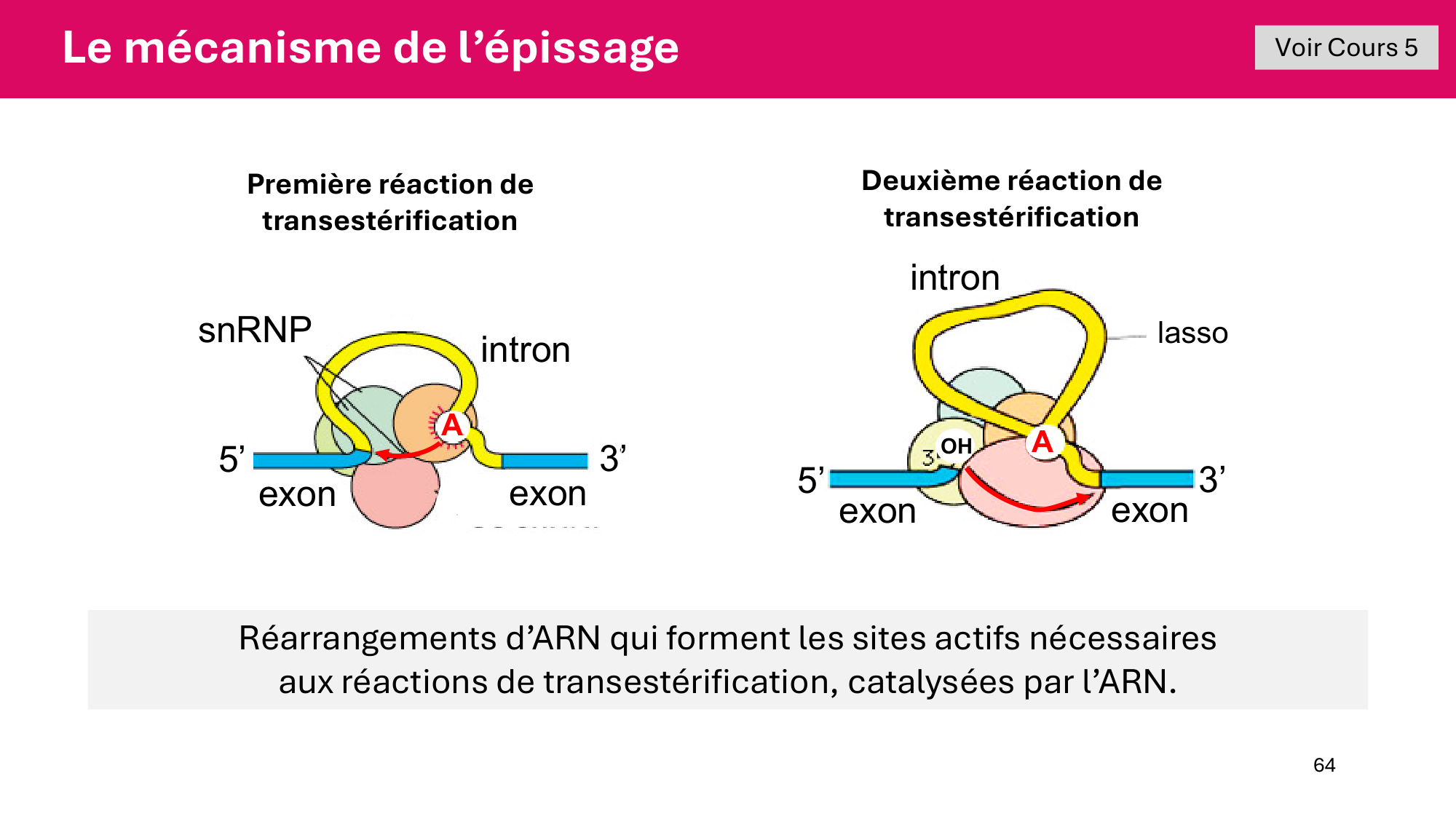 Cours 6 — Régulation de l’expression génique page 64