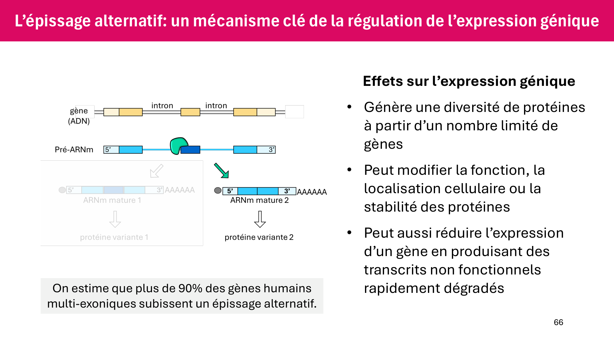 Cours 6 — Régulation de l’expression génique page 66