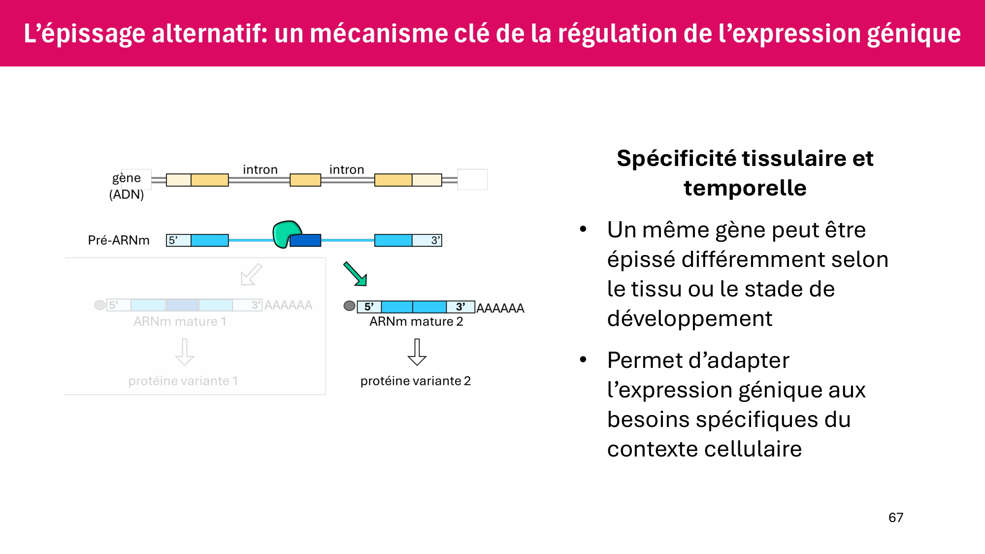 Cours 6 — Régulation de l’expression génique page 67
