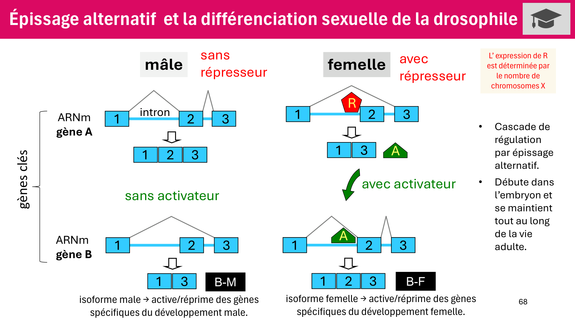 Cours 6 — Régulation de l’expression génique page 68