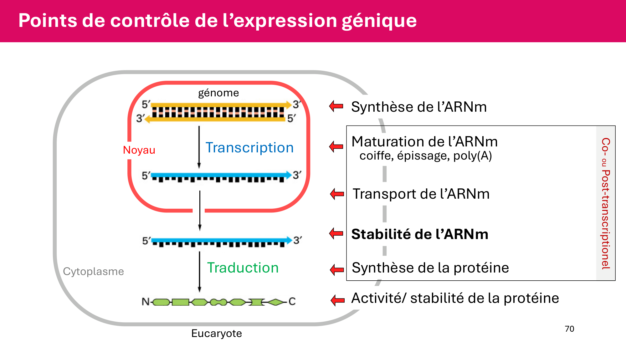 Cours 6 — Régulation de l’expression génique page 70