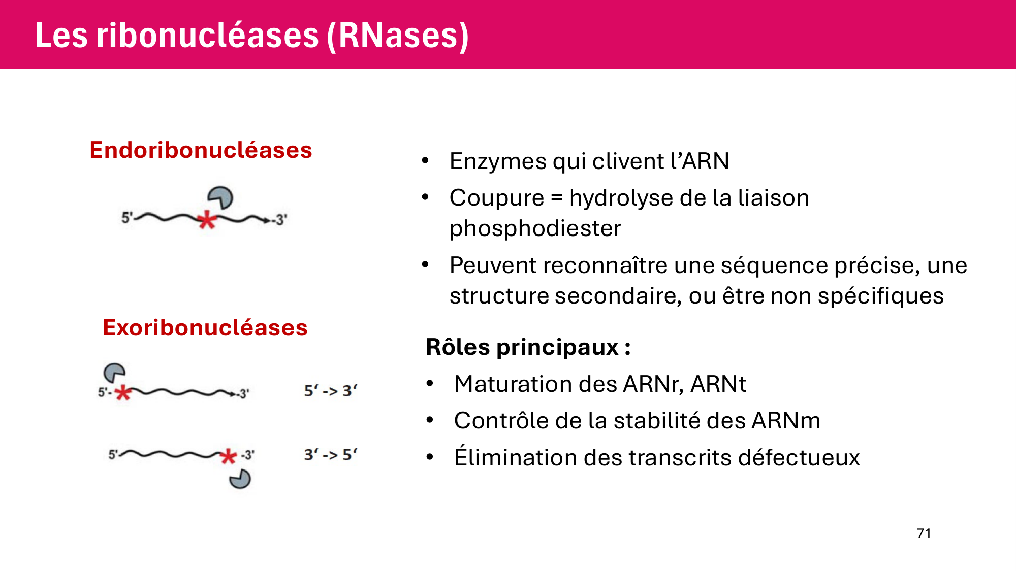 Cours 6 — Régulation de l’expression génique page 71