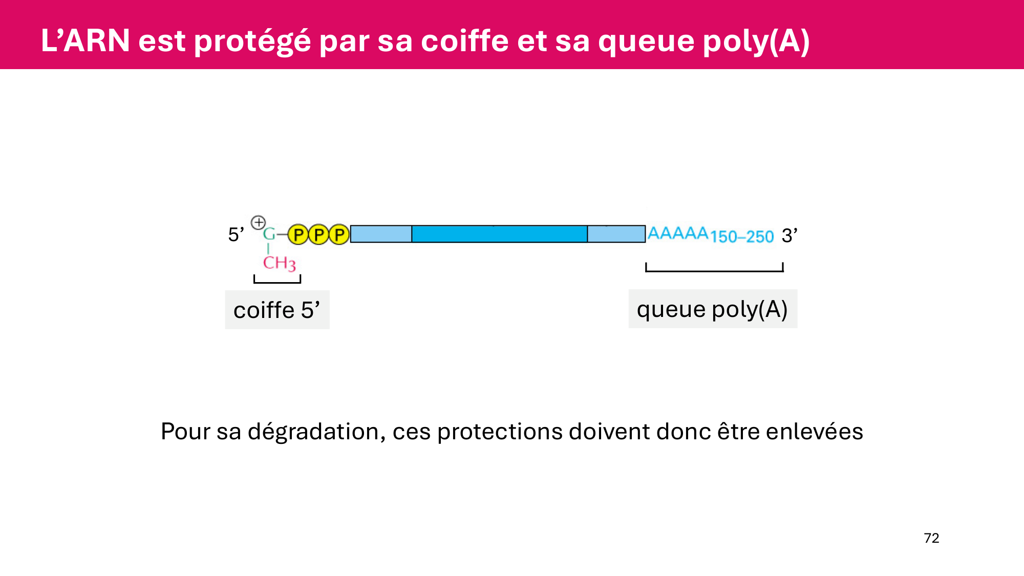 Cours 6 — Régulation de l’expression génique page 72