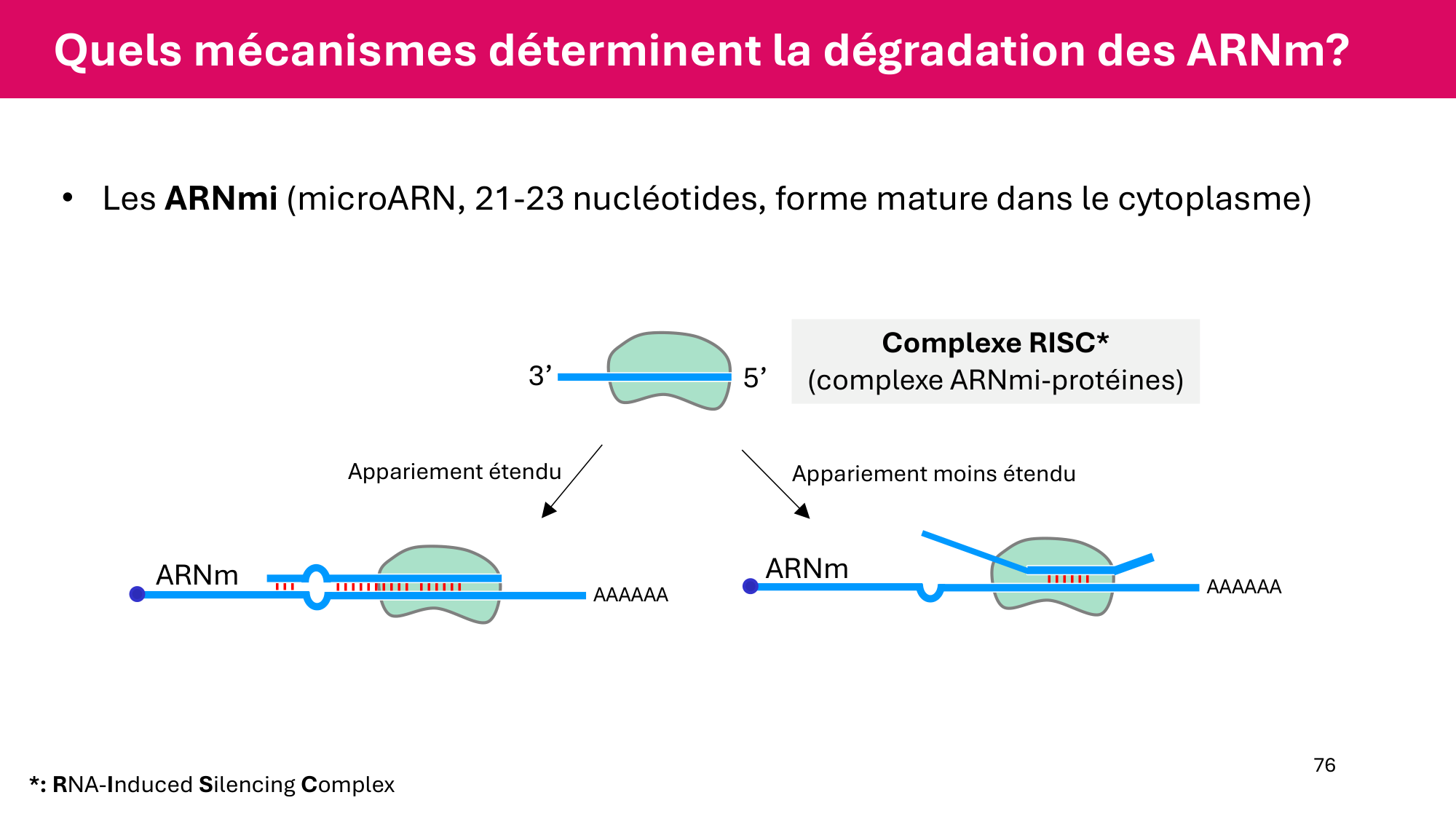 Cours 6 — Régulation de l’expression génique page 76