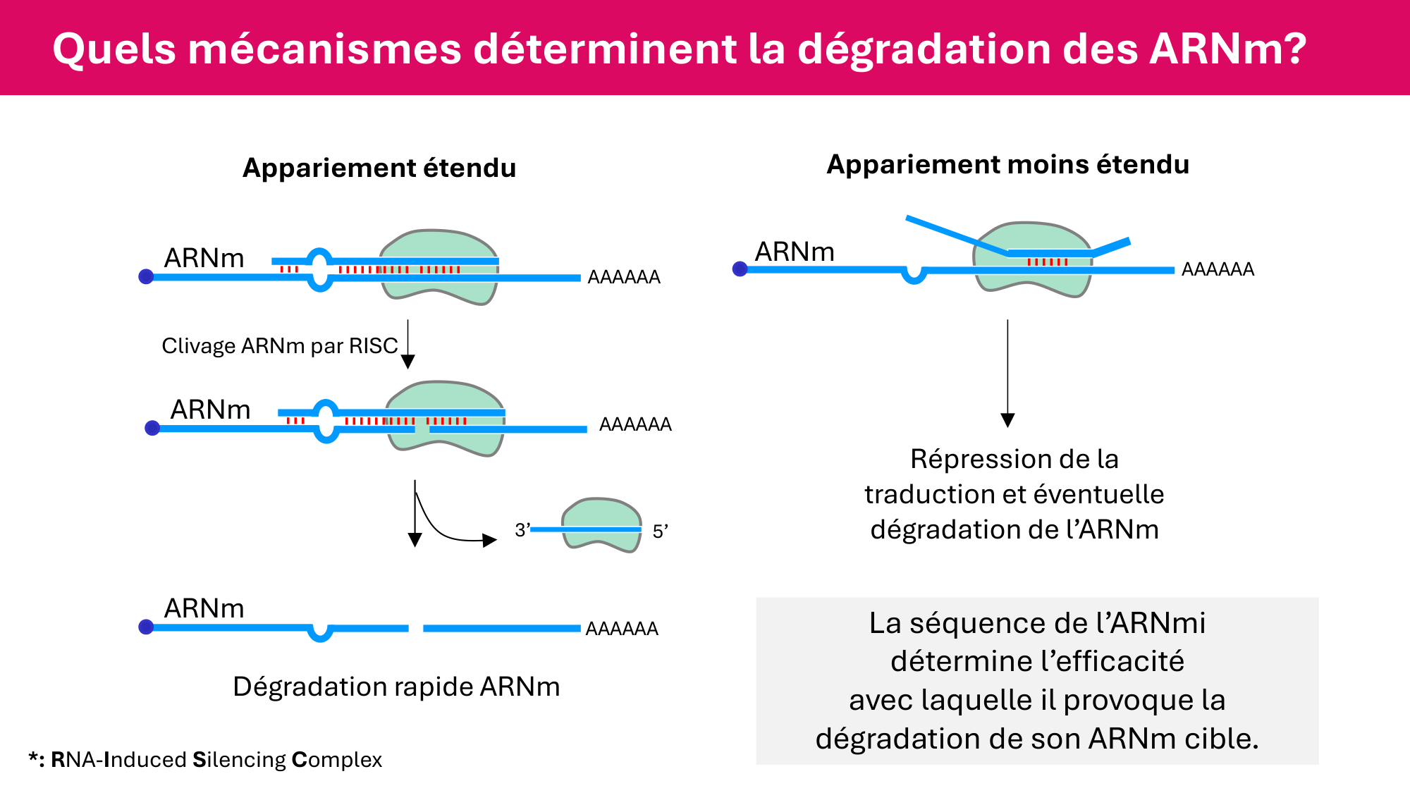 Cours 6 — Régulation de l’expression génique page 77