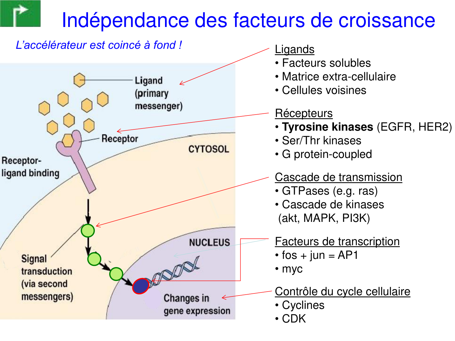 Oncogénétique page 6