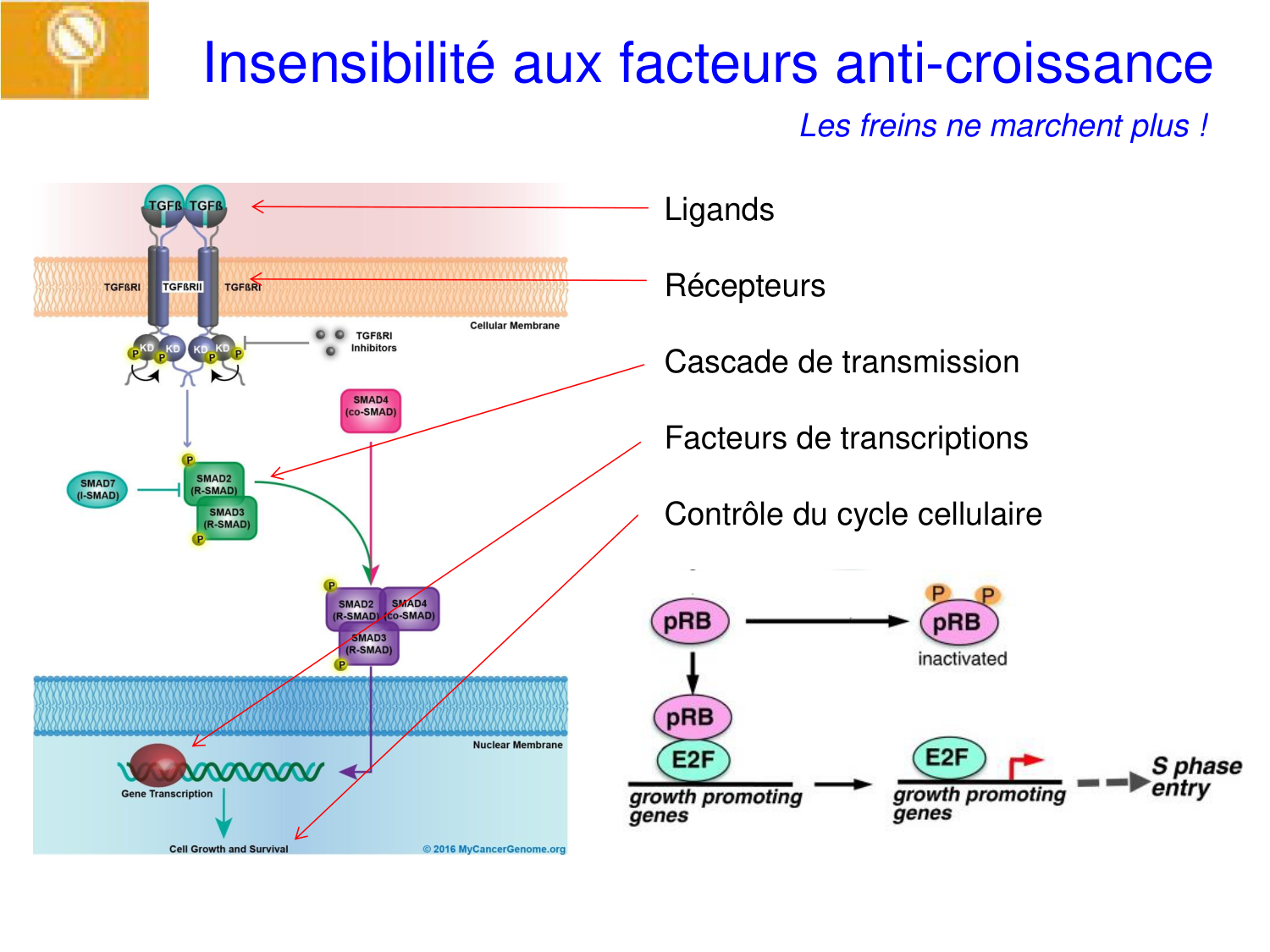 Oncogénétique page 7