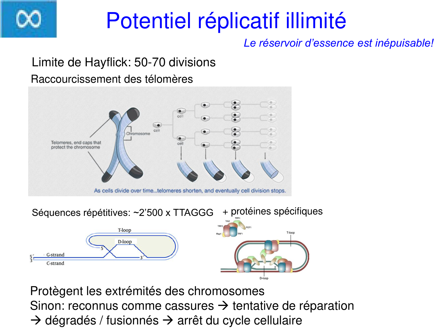 Oncogénétique page 8