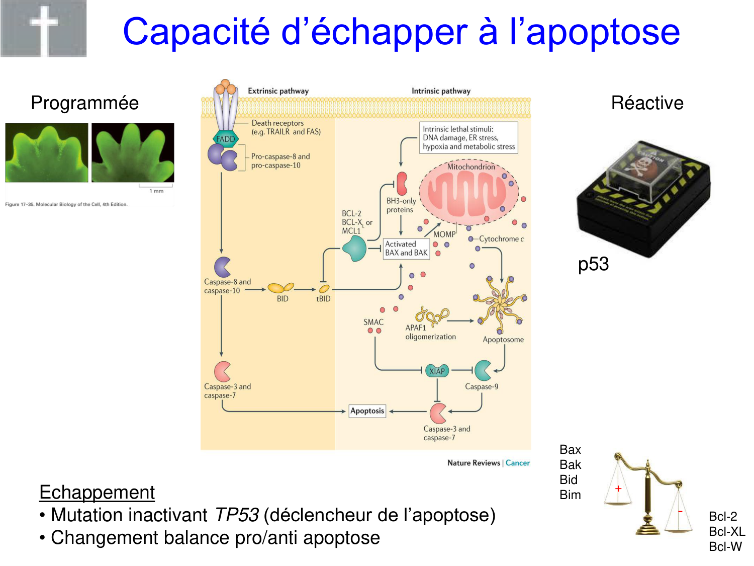 Oncogénétique page 10