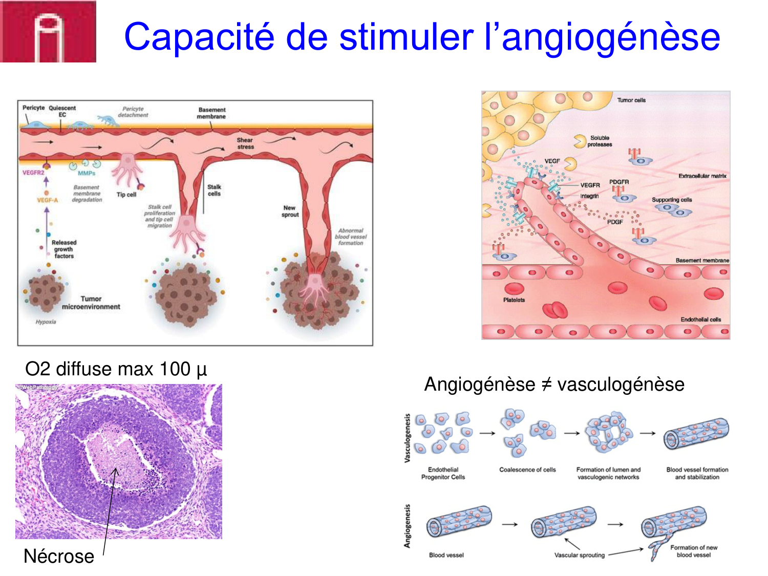 Oncogénétique page 11
