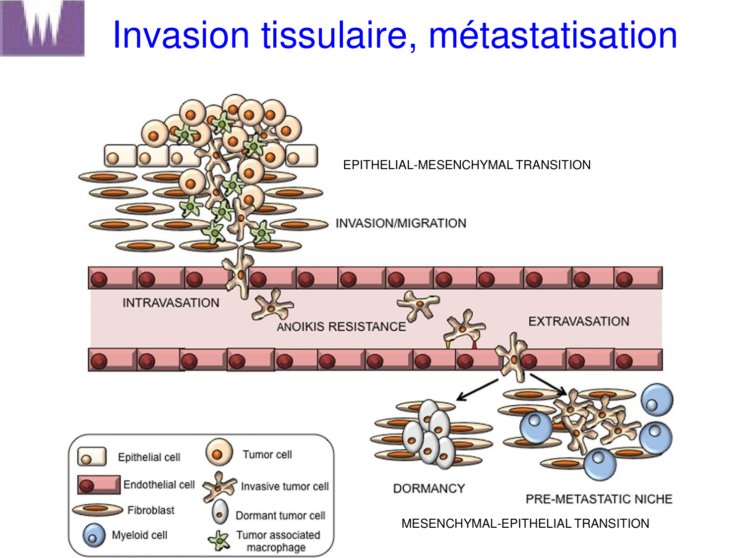 Oncogénétique page 12
