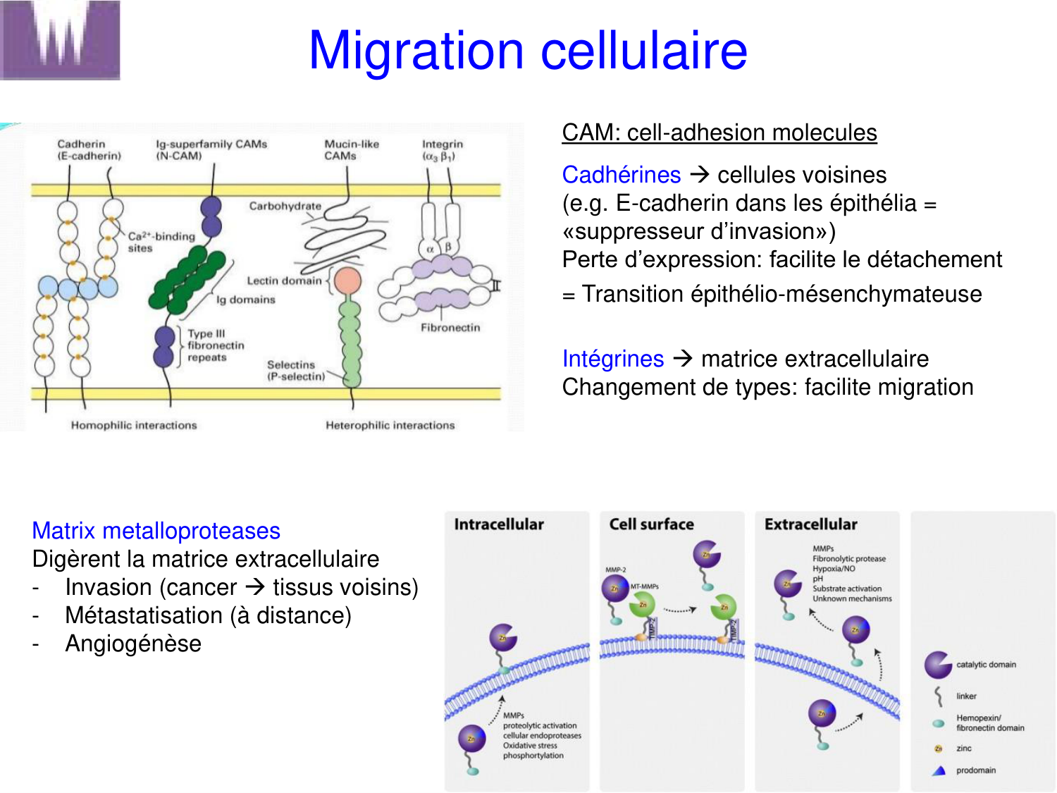 Oncogénétique page 13