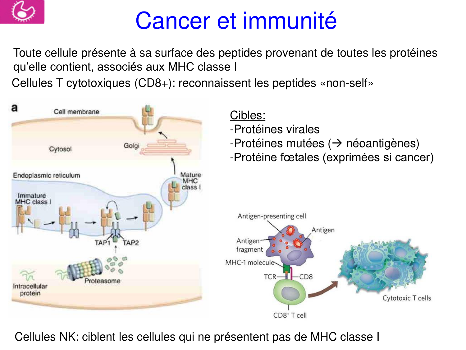 Oncogénétique page 14
