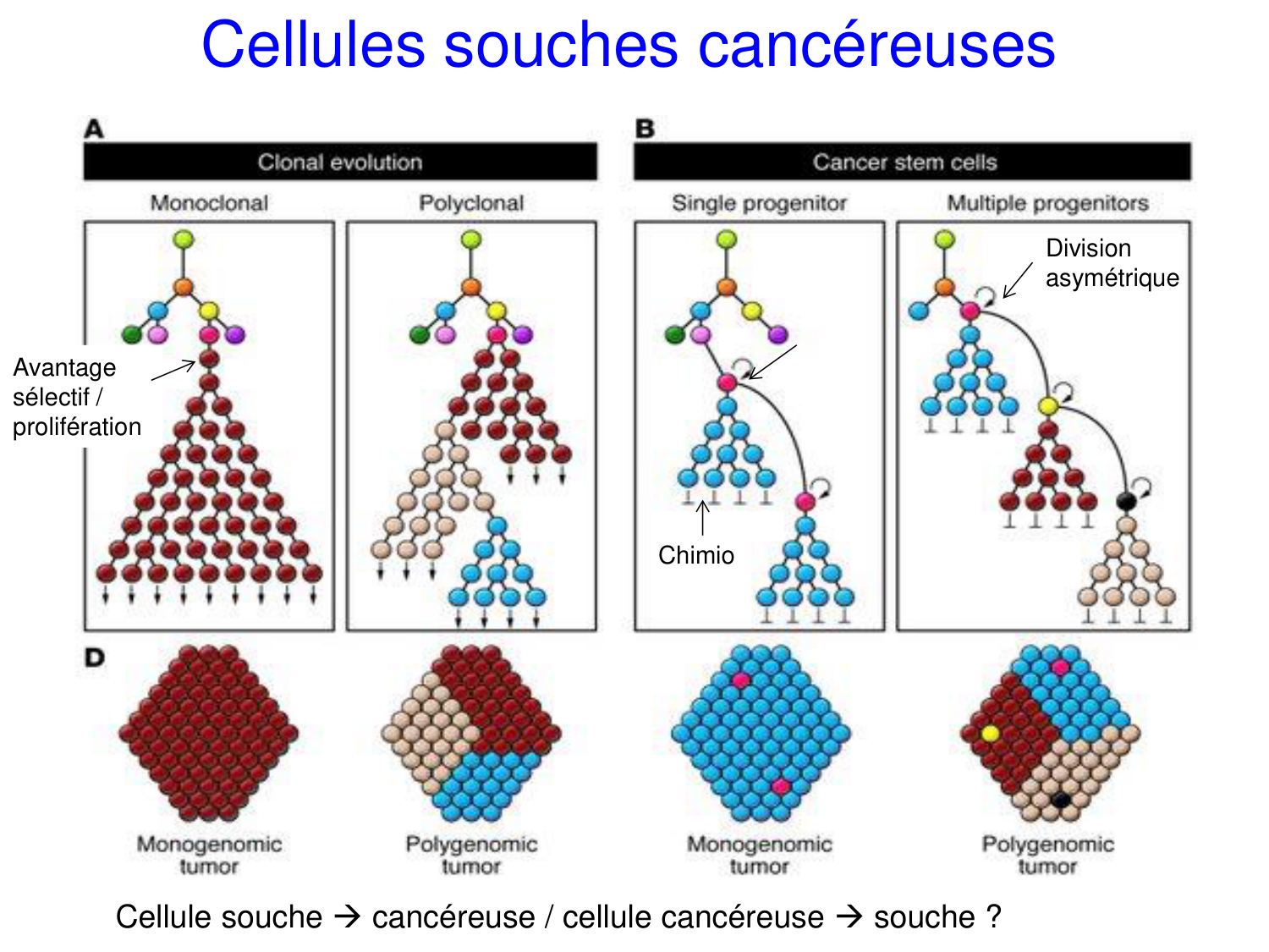 Oncogénétique page 19