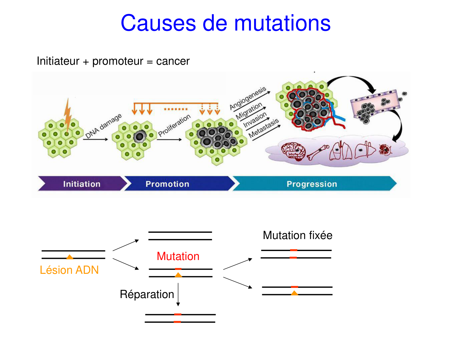 Oncogénétique page 22