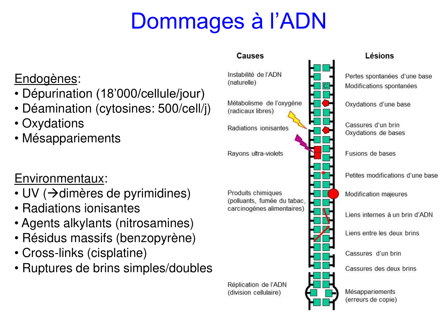 Oncogénétique page 24