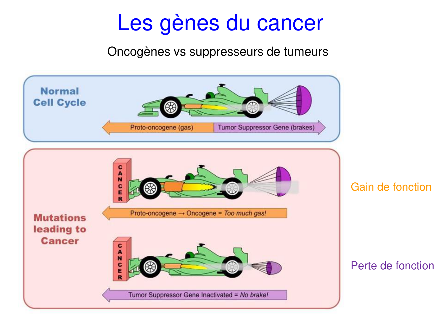 Oncogénétique page 25