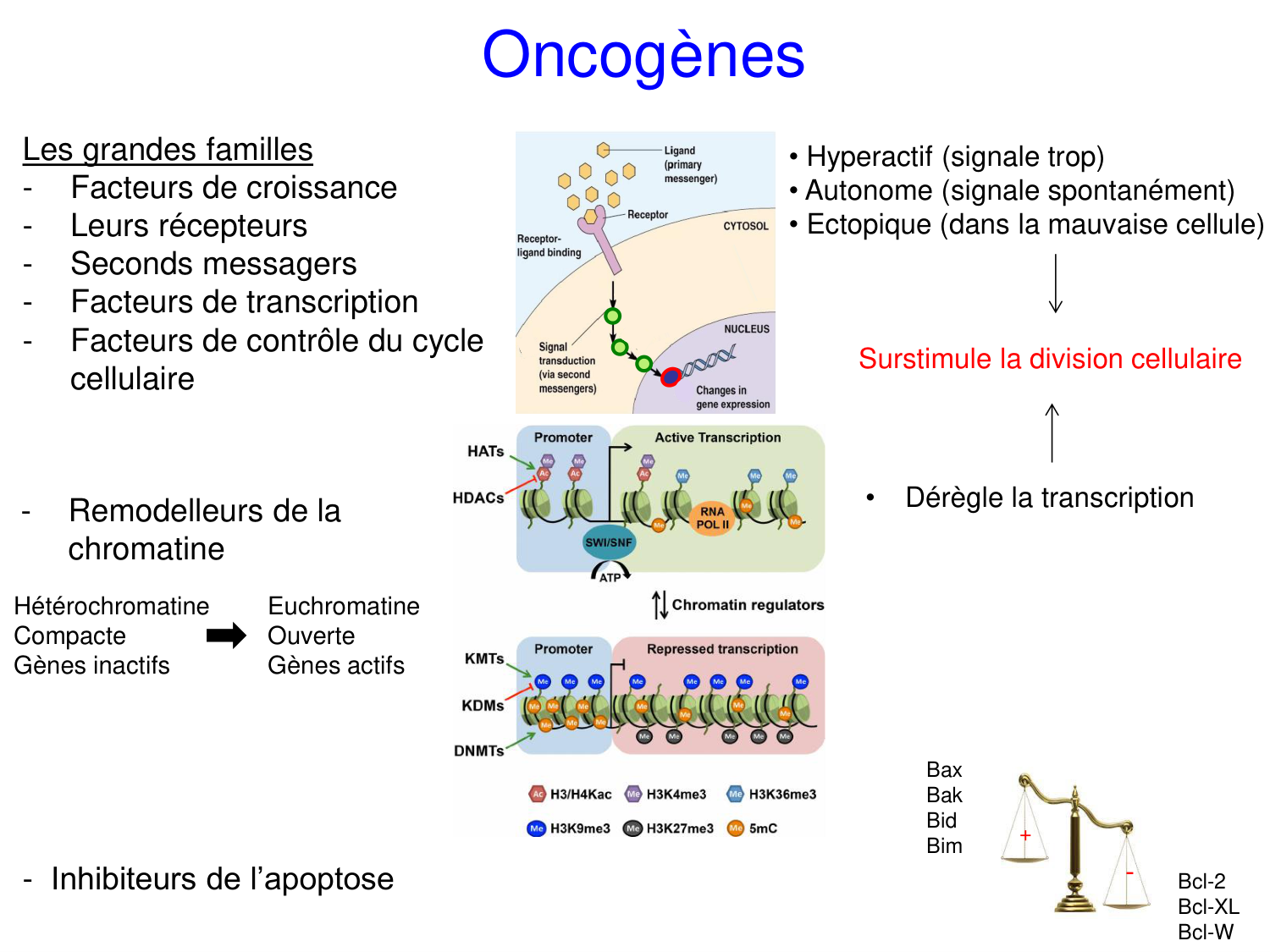 Oncogénétique page 26