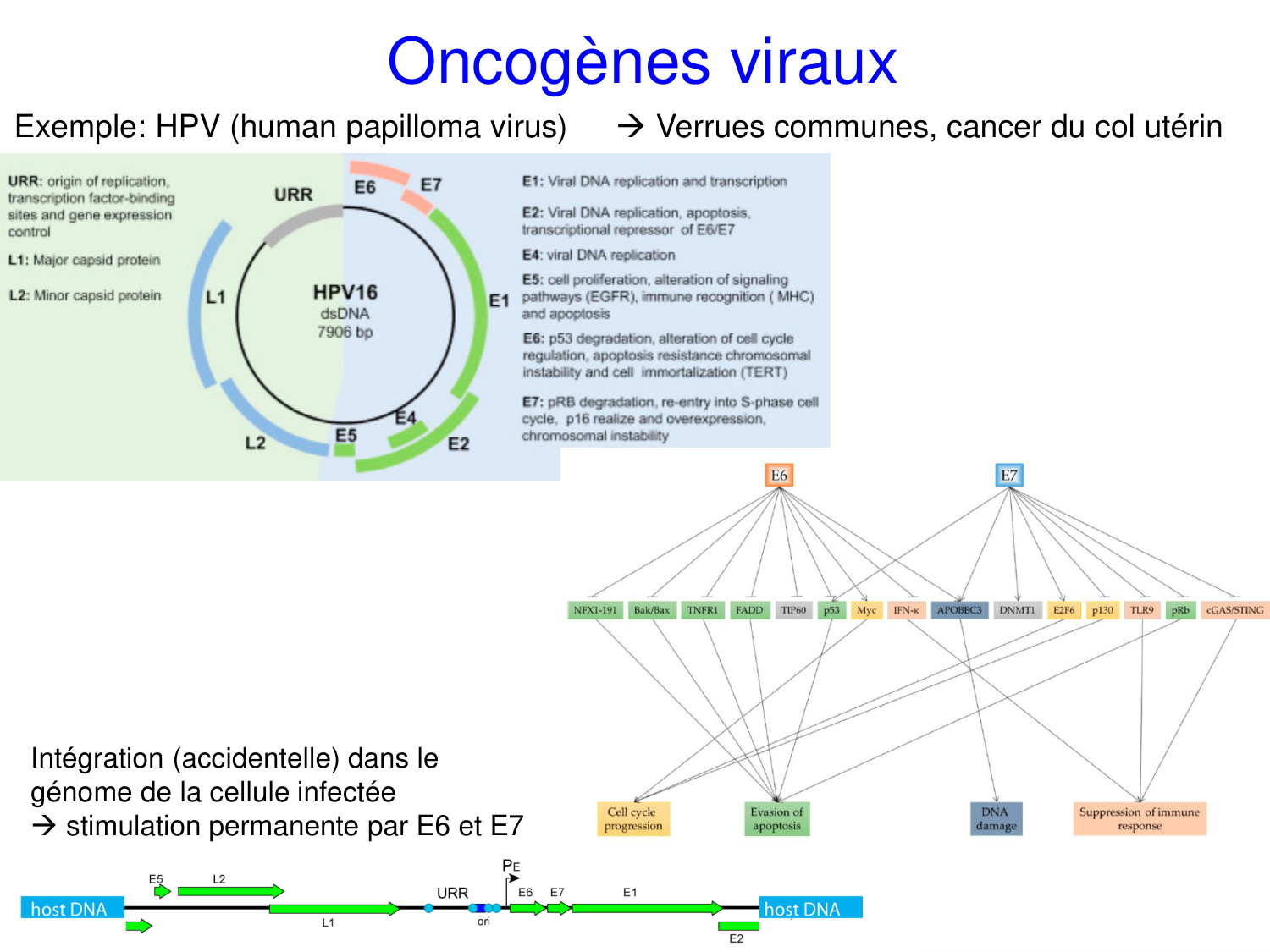 Oncogénétique page 27