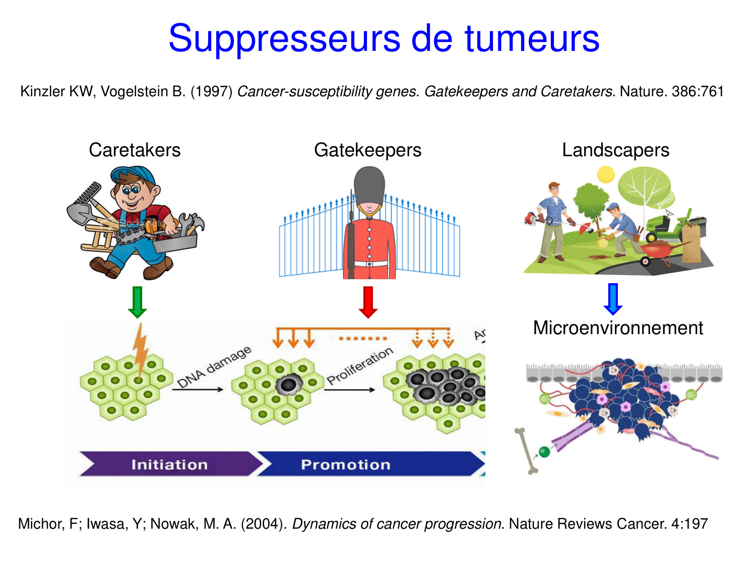 Oncogénétique page 28